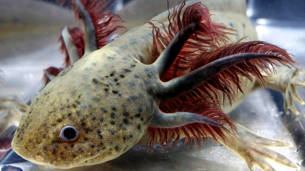 Axolotl Gill Development and Function