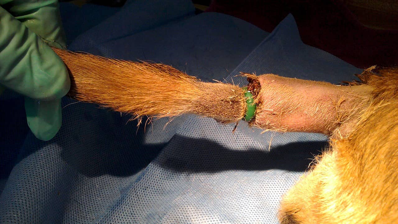 Quebec Takes a Stand Against Cosmetic Surgeries for Pets