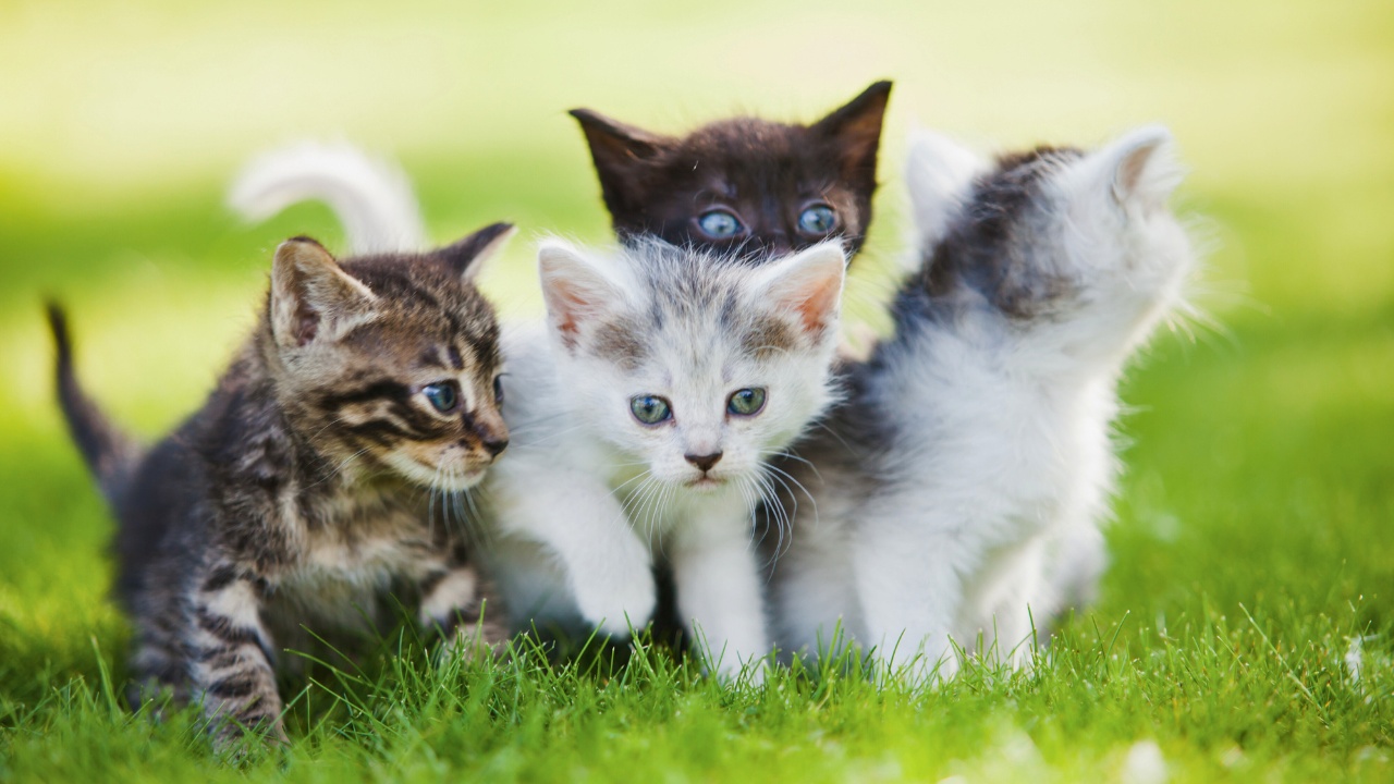 Cats - Top 10 Best Pets for Kids
