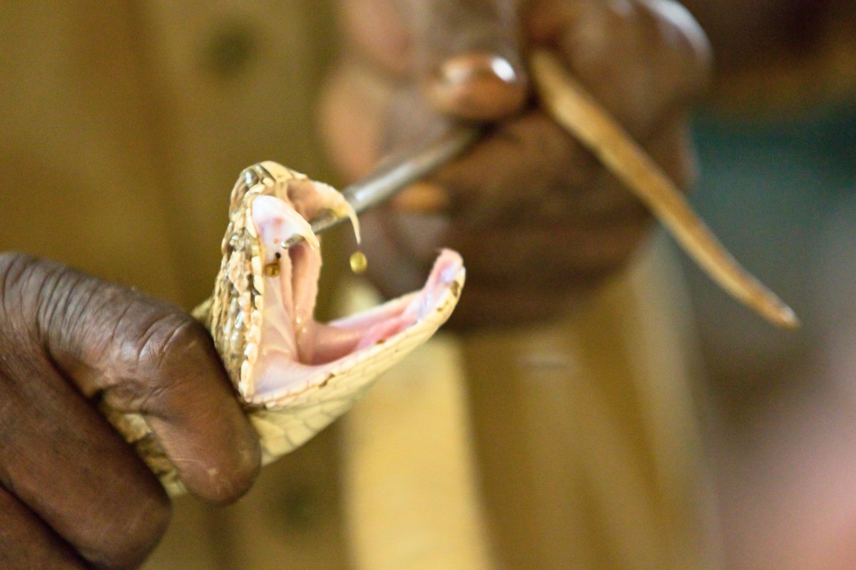 King Cobra vs. Cobra -  Venom