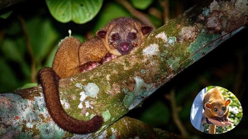 Kinkajou - The Rainforest Dweller