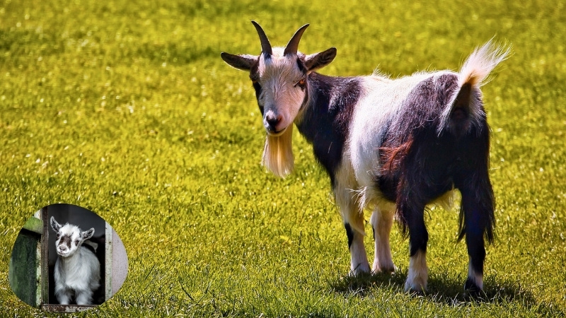Pygmy Goat - The Miniature Farm Animal