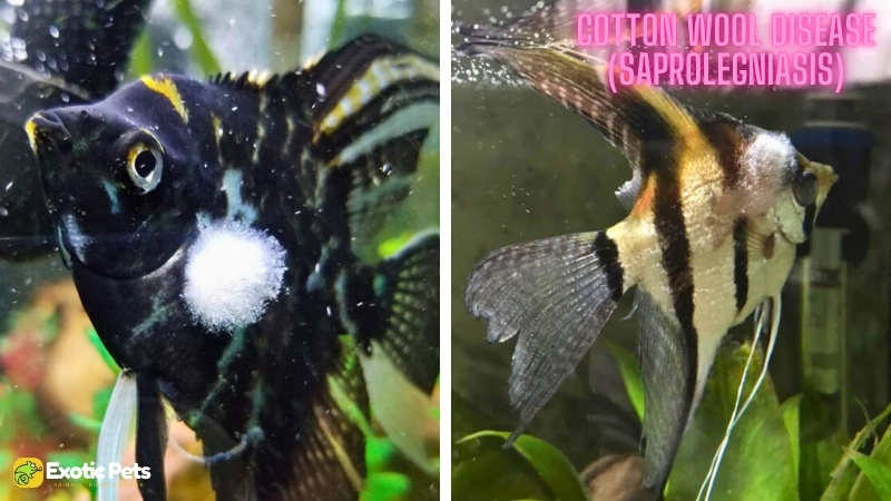 13 Common Angelfish Diseases and Illnesses With Treatment 12 Angelfish Cotton Wool Disease (Saprolegniasis)