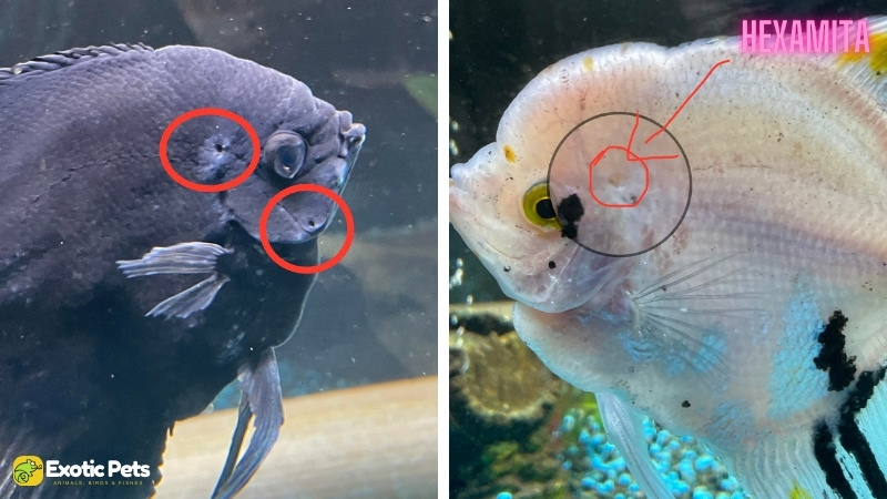 13 Common Angelfish Diseases and Illnesses With Treatment 6 Angelfish Hexamita (Hole in the Head Disease)