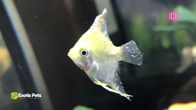 13 Common Angelfish Diseases and Illnesses With Treatment 3 Angelfish Ich Disease
