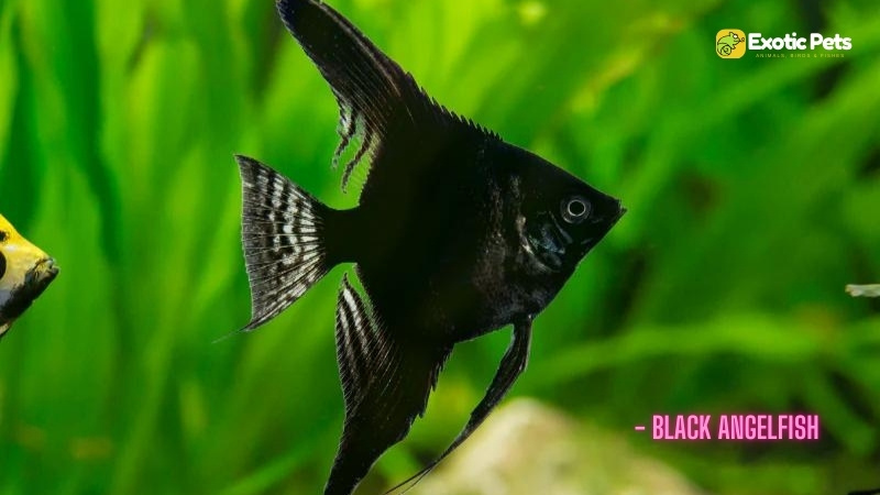 Black Angelfish - Types of Angelfish