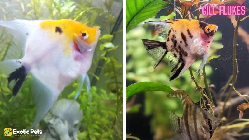 13 Common Angelfish Diseases and Illnesses With Treatment 7 Gill Flukes in Angelfish