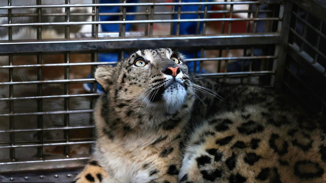 Lost Snow Leopard's New Home Kathmandu Zoo, Not the Himalayas