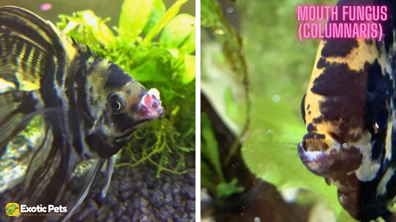 13 Common Angelfish Diseases and Illnesses With Treatment 10 Mouth Fungus (Columnaris) in Angelfish