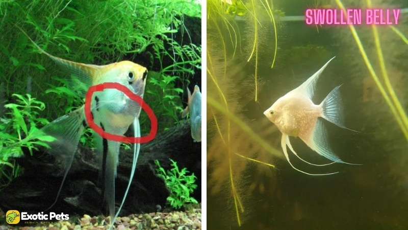 13 Common Angelfish Diseases and Illnesses With Treatment 9 Swollen Belly (Bloat) in Angelfish