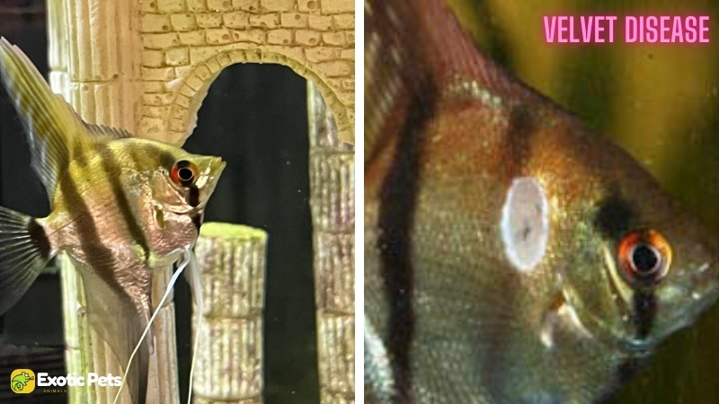 13 Common Angelfish Diseases and Illnesses With Treatment 5 Velvet Disease in Angelfish