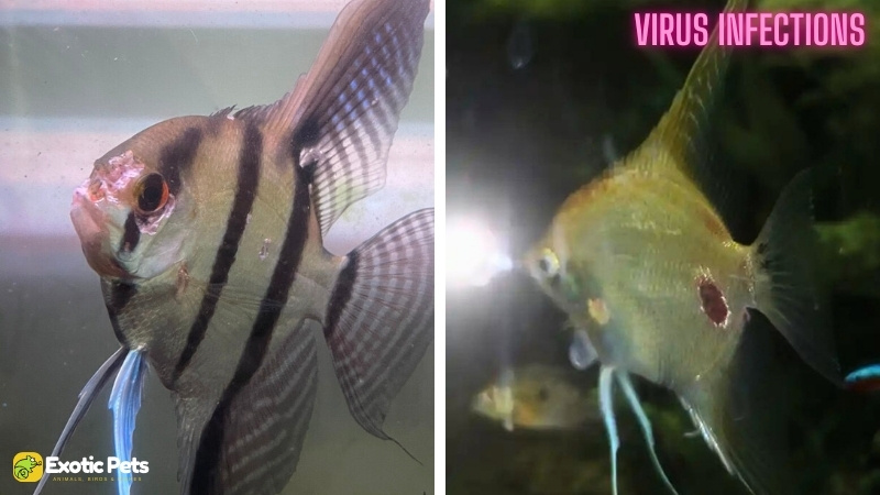 13 Common Angelfish Diseases and Illnesses With Treatment 14 Virus Infections in Angelfish