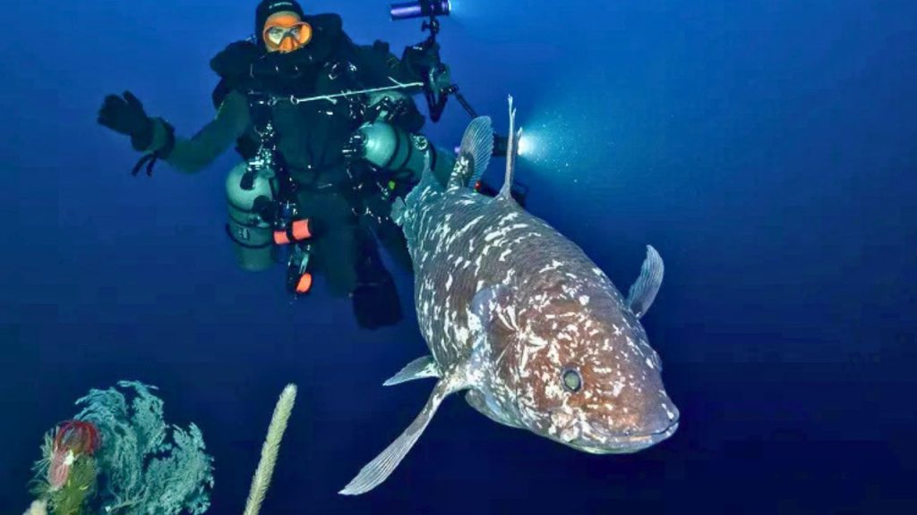 An Indonesian Coelacanth Fish