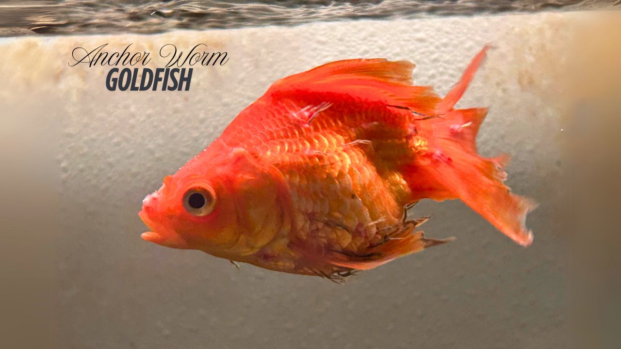 Anchor Worm on Goldfish - Symptoms, Causes, and Treatment Guide