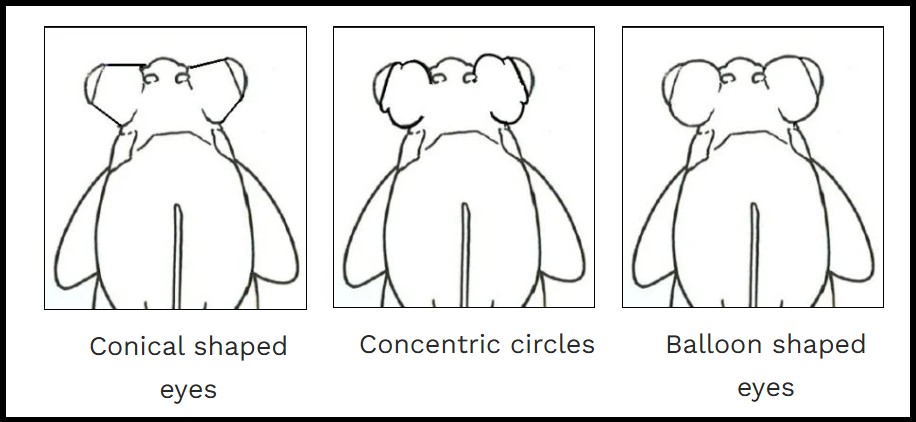 Black Moor Goldfish Eye Types