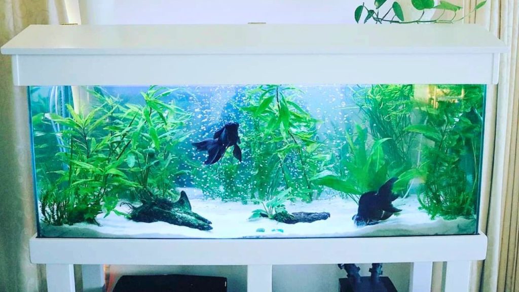 Black Moor Goldfish Tank Setup and Maintenance