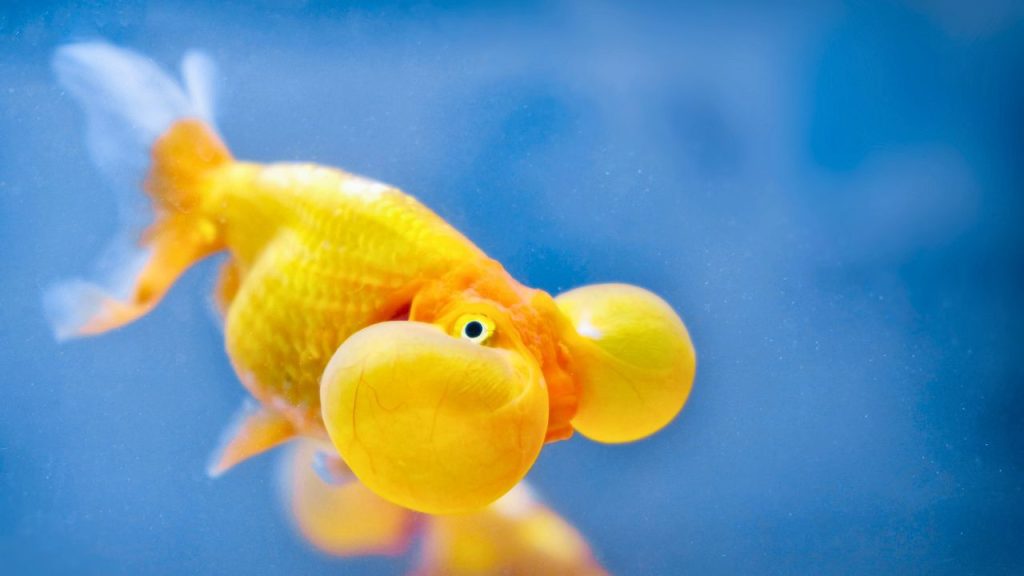 Bubble Eye Goldfish