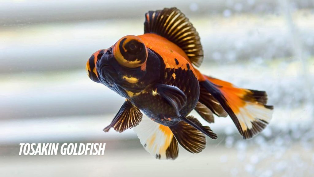 Butterfly Tail Goldfish