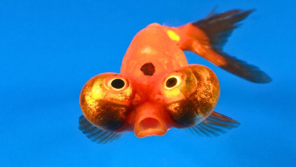 Celestial Eye Goldfish