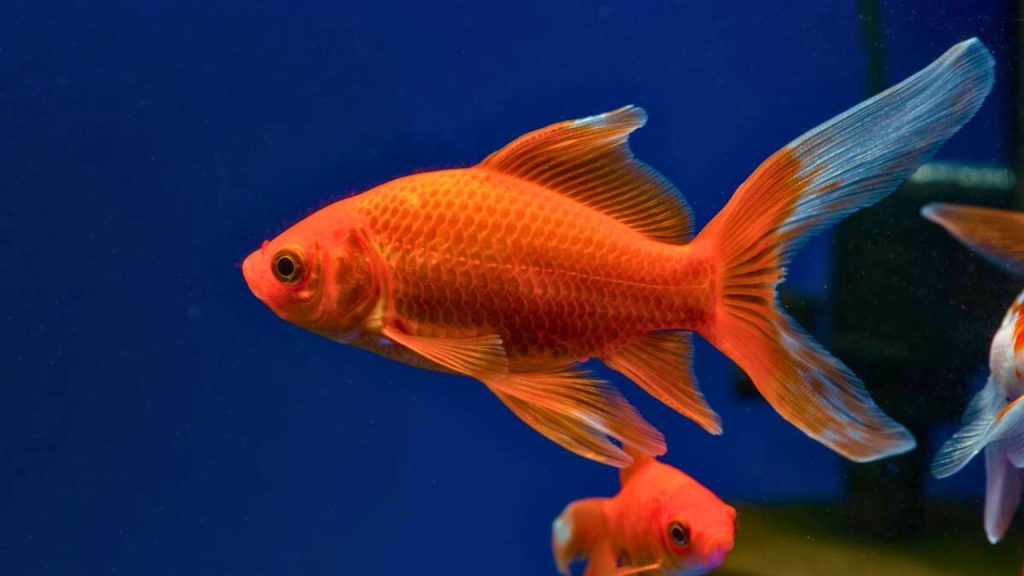 Comet Goldfish