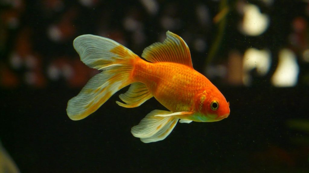 Common Goldfish