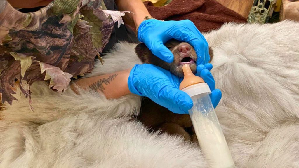 Discovery and Rescue of Black Bear Cub