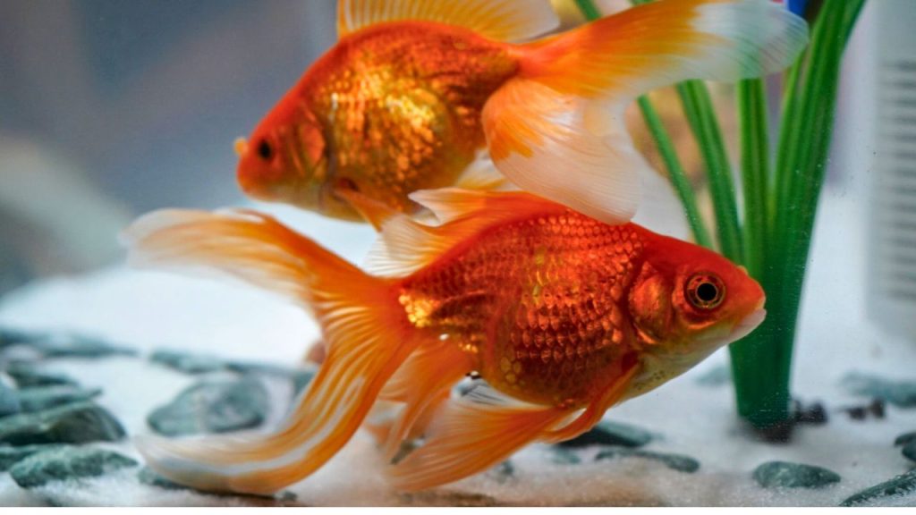 Fantail Goldfish