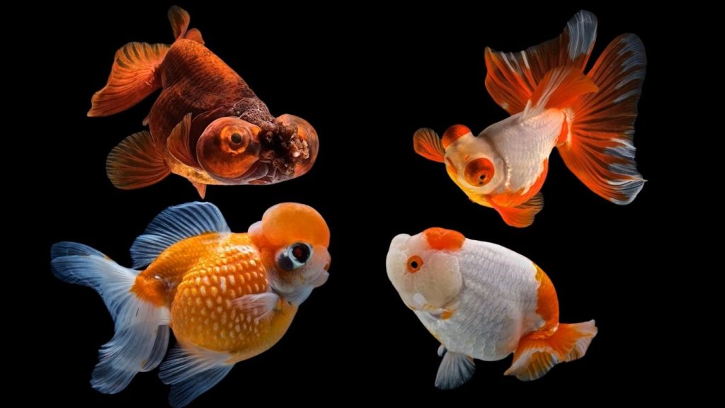 Goldfish Eye Types