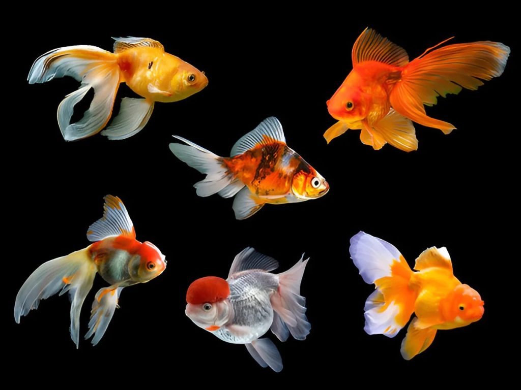 Goldfish Fin Types