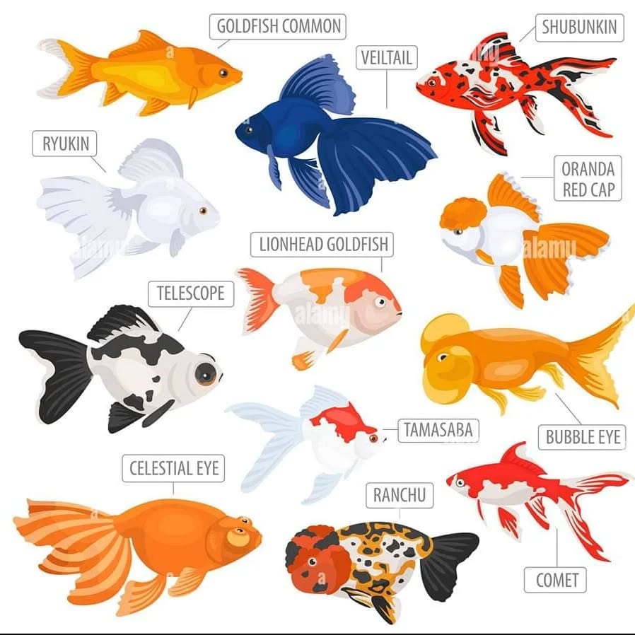 Goldfish Varieties or Types