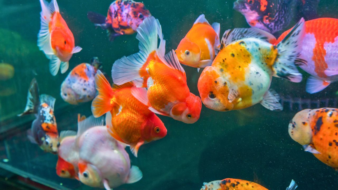 Goldfish Growth Rates: Size, Weight & Growth Chart