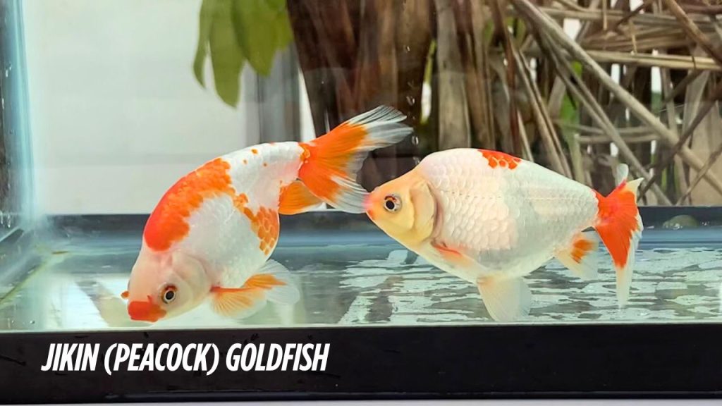 Jikin (Peacock) Goldfish