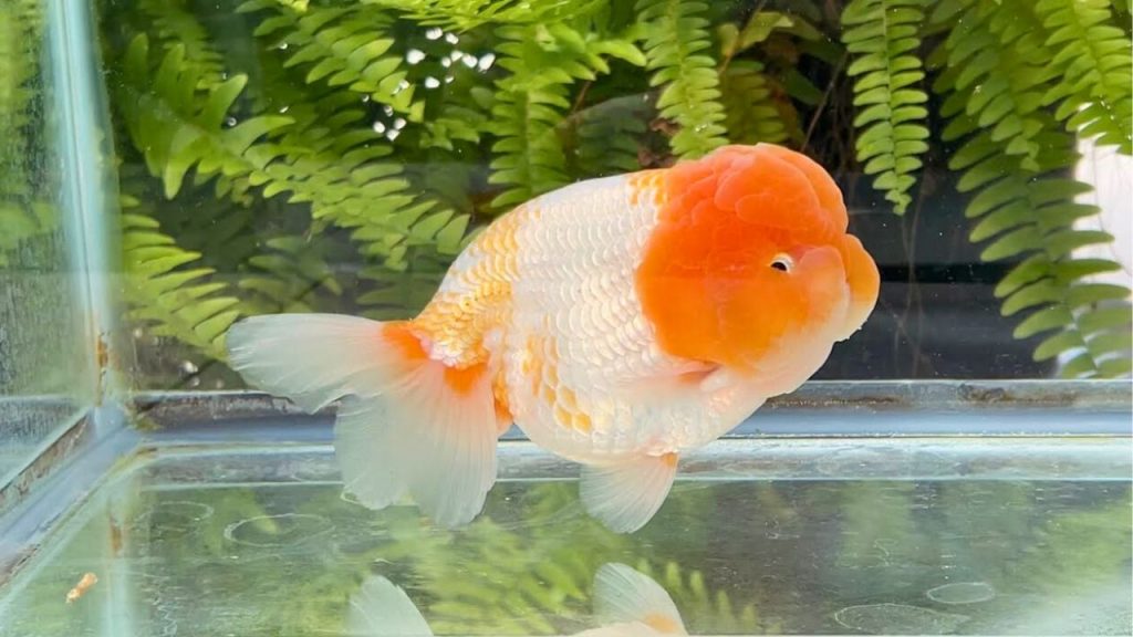 Lionhead Goldfish