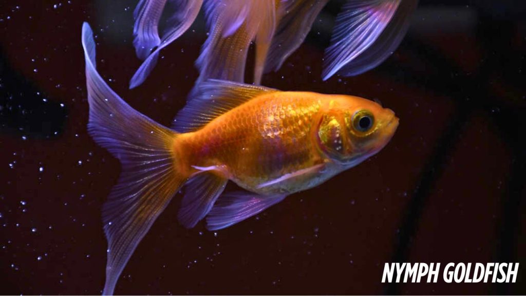 Nymph Goldfish