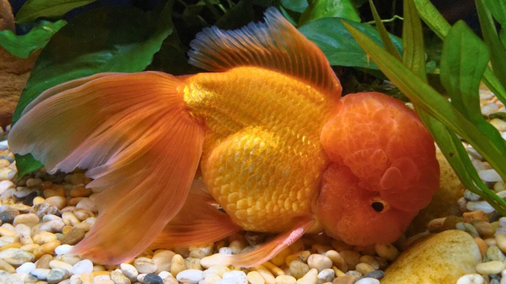 Oranda Goldfish