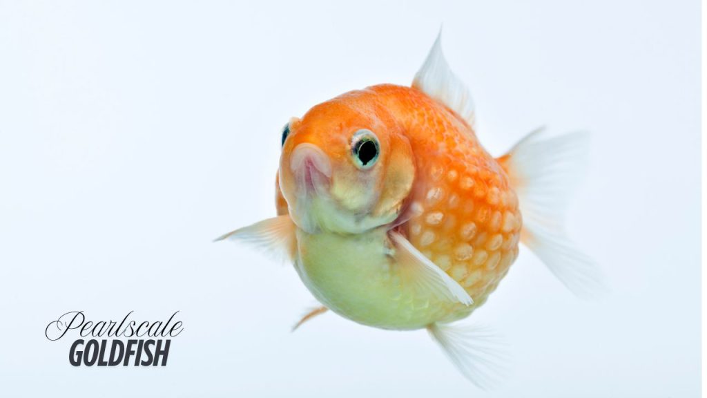 Pearlscale Goldfish