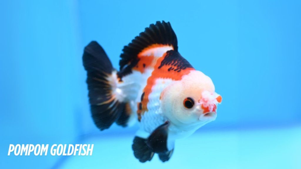 Pompom Goldfish