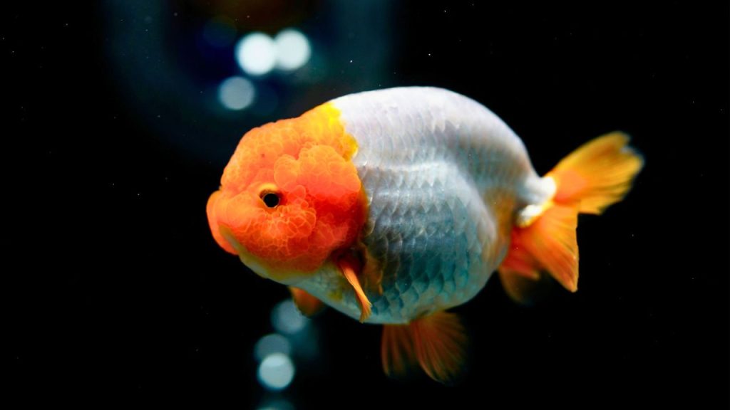 Ranchu Goldfish