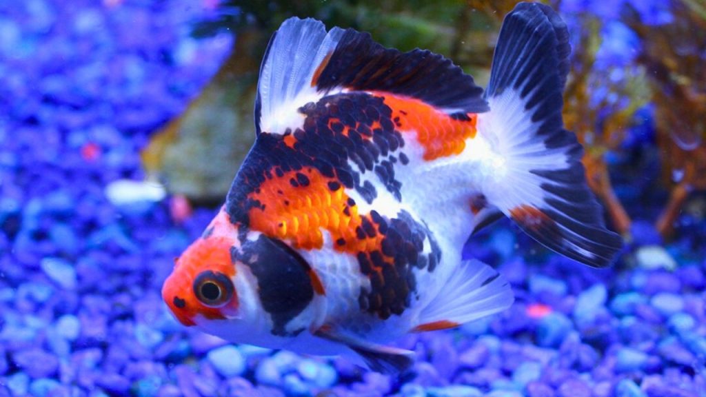 Ryukin Goldfish