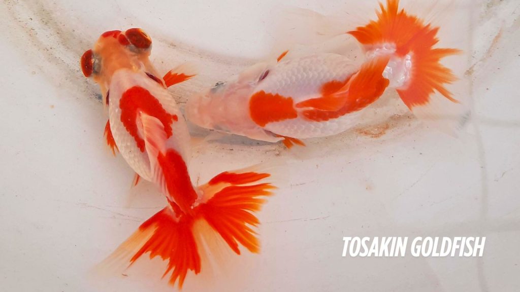 Tosakin Goldfish