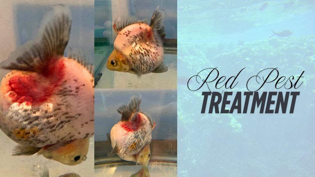 Treatment Options for Red Pest Disease in Goldfish