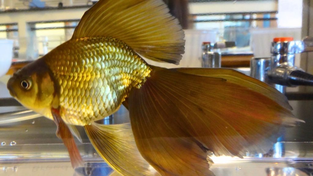 Veiltail Goldfish