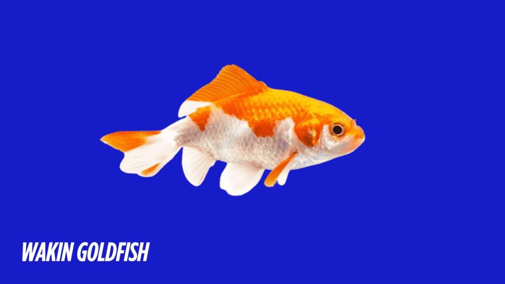 Wakin Goldfish