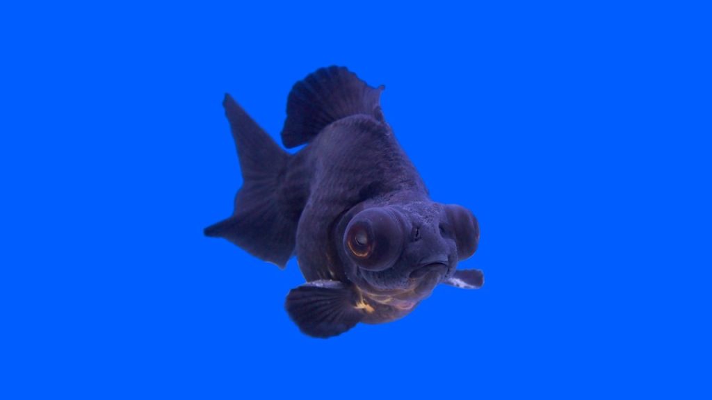 What Is a Black Moor Goldfish