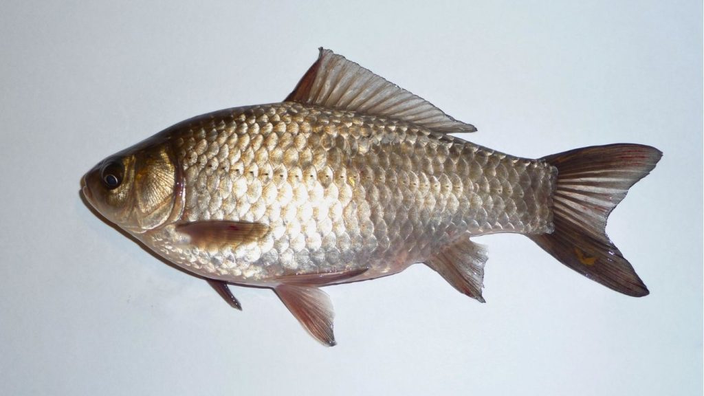 the Prussian or Gibel carp (Carassius auratus gibelio)
