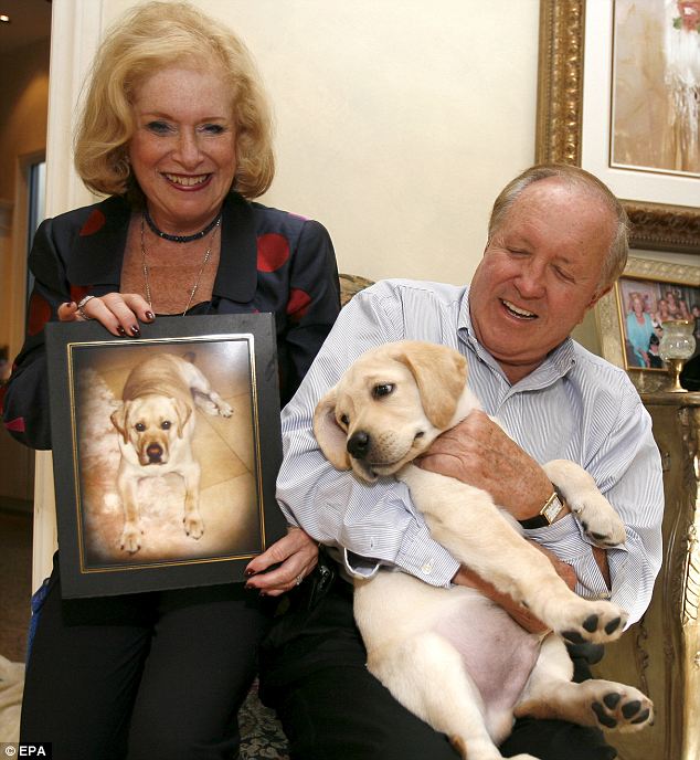 Cloned Labrador Retriever