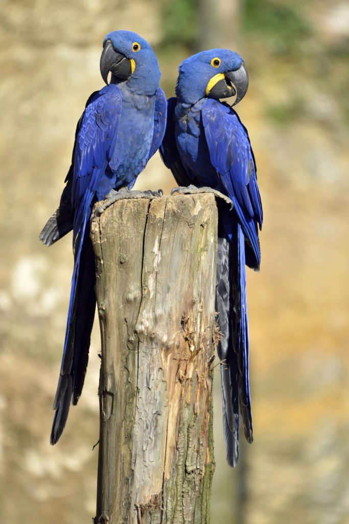 Hyacinth Macaw