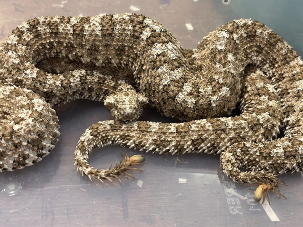 Indonesian Pit Vipers