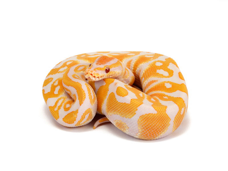 Lavender Albino Ball Python