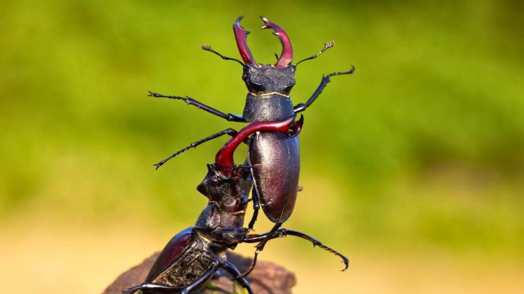 Rare Stag Beetle
